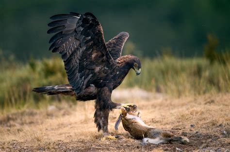 hunting with a golden eagle.